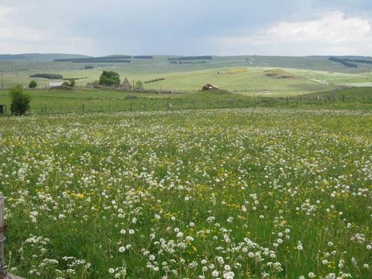 aubrac14.jpg