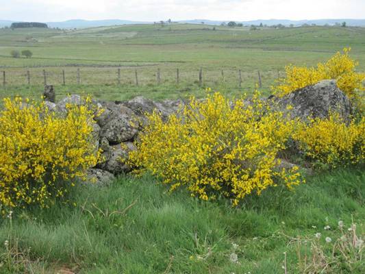 aubrac18.jpg