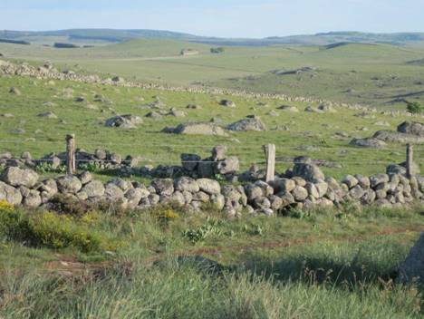 aubrac20.jpg
