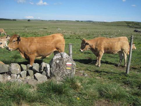 aubrac22.jpg