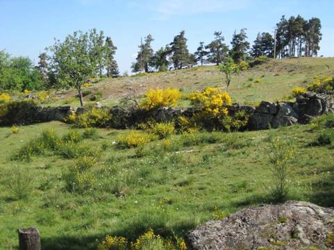 aubrac27.jpg