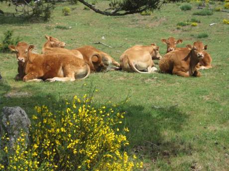 aubrac29.jpg