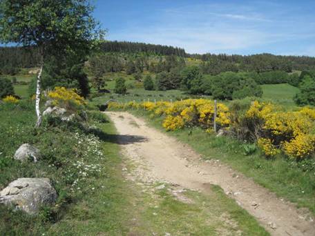aubrac36.jpg